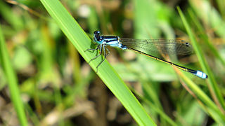 <i>Ischnura heterosticta</i> Species of damselfly