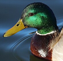 Male mallard. Mallard-drake-chicago-march-2024.jpg