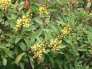 <i>Galphimia gracilis</i> species of plant