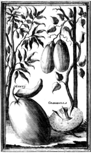 Thumbnail for File:Mamey, Granadilla - Gemelli Careri.png