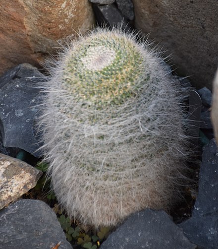 Маммиллярия Ханиана Mammillaria hahniana