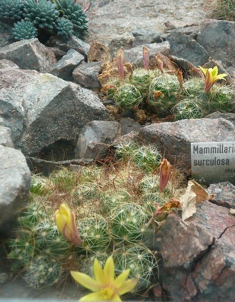 File:Mammillaria surculosa 639.JPG