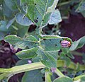 Colorado potato beetle imago.