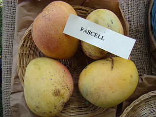 <span class="mw-page-title-main">Fascell</span> Edible fruit cultivar