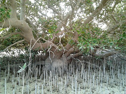 Dhakira mangrove forest