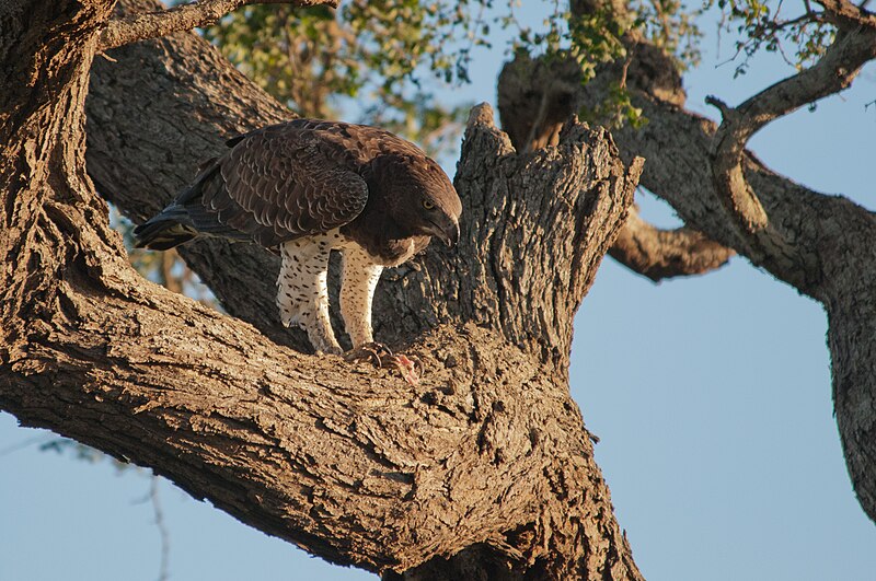 File:Martial Eagle (6824243146).jpg