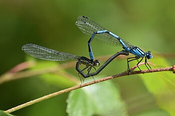 Mating dragon flies. 1.88 , SD 3.56