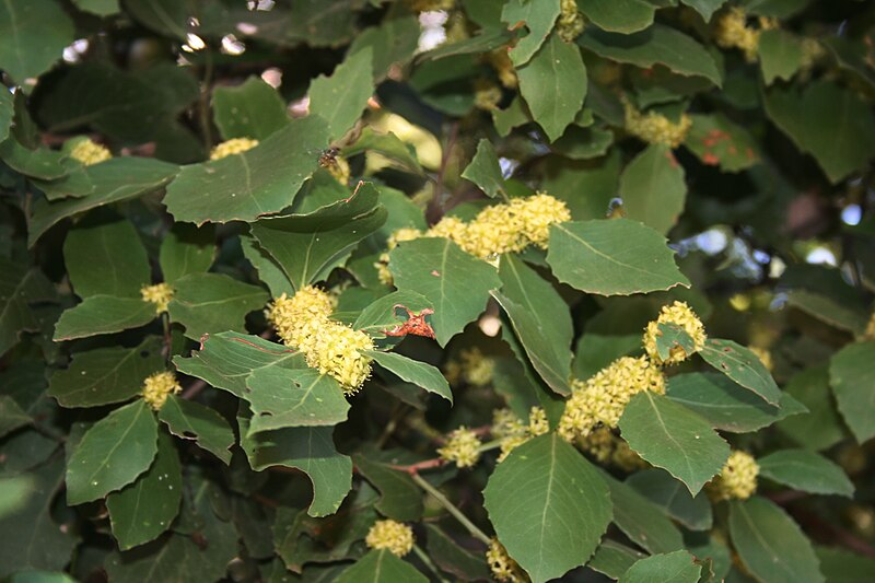 File:Maytenus undata, blomtyd, winter, Skrikfontein, e.jpg