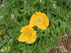 Forest poppy (Meconopsis cambrica)