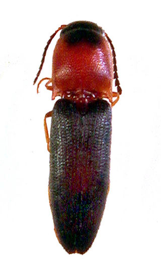 <i>Melanoxanthus</i> Genus of beetles