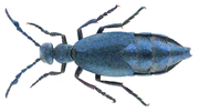 Miniatura Oleica fioletowa