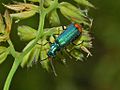 Malachius bipustulatus (Linnaeus, 1758)