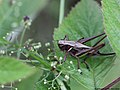 Metrioptera brachyptera (Linnaeus, 1761)