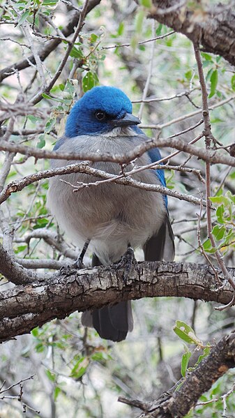 File:Mexican Jay 1.jpg