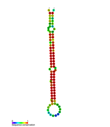 MiR-22 sekundární struktura.png