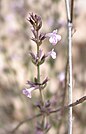 Micromeria sinaica (Néguev, Israël)