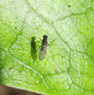 <i>Micropygus</i> Genus of flies