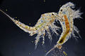 Deutsch: Ruderfußkrebse (Copepoda) English: Copepods belong to the Crustacea