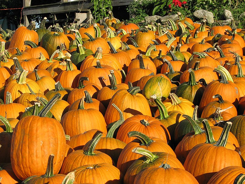 File:Miles of pumpkins - Flickr - Kevin Bedell.jpg