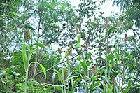 Millet plants-1 (ചാമച്ചെടികൾ-1)