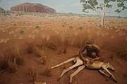 Hunters of the Central Australian Desert: Arunta Hunter