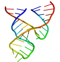 The crystal structure of a minimal hammerhead ribozyme Minimal hammerhead ribozyme structure.png