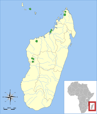 <i>Miniopterus aelleni</i> Bat in the family Miniopteridae from the Comoros and Madagascar