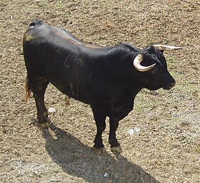 Imagen ilustrativa del artículo Toro de lidia