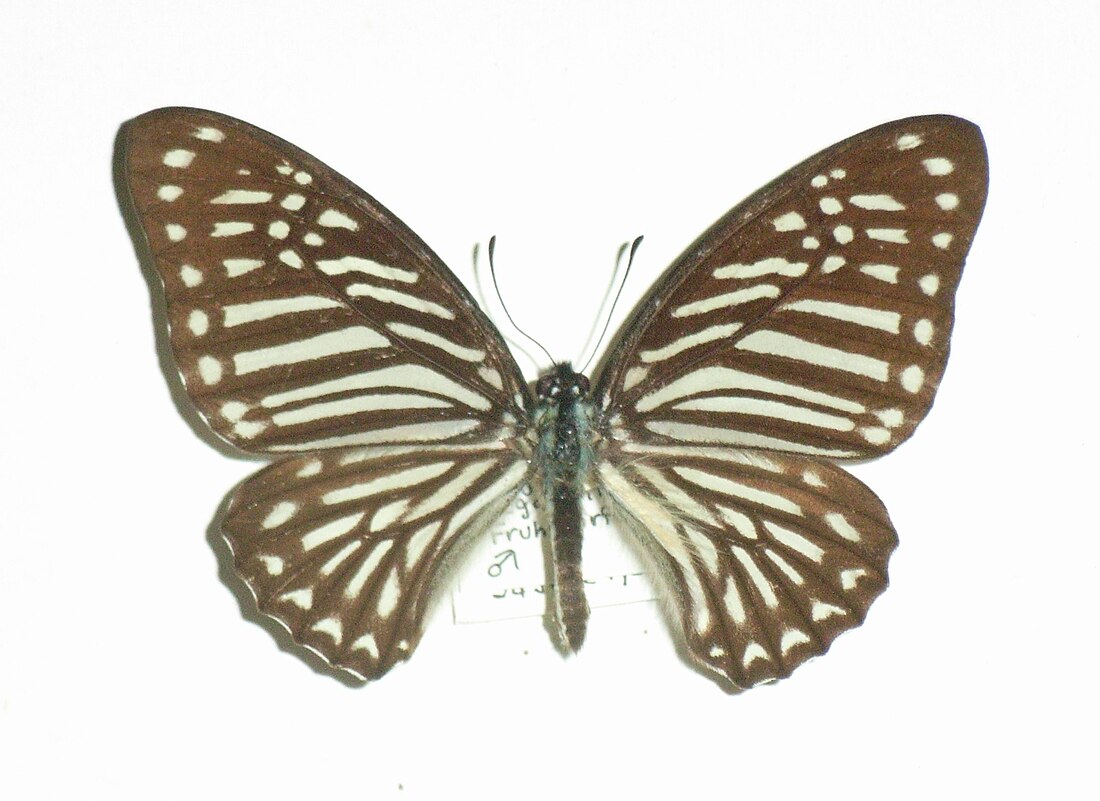 Graphium megarus