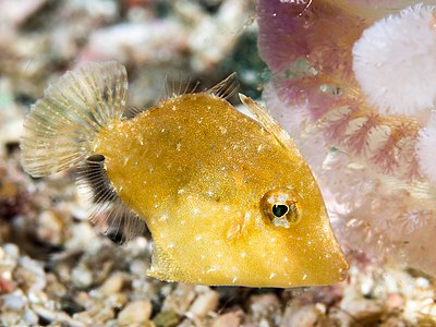 Filefish