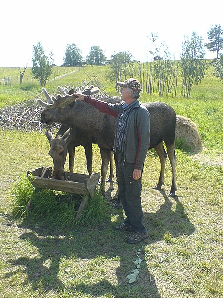 File:Moose Garden Bull with Bengt.jpg