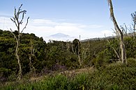 Forêt sur le Kilimandjaro