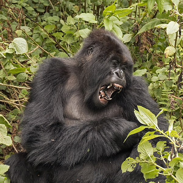 File:Mountain gorilla (Gorilla beringei beringei) yawn.jpg