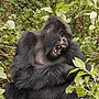 Thumbnail for File:Mountain gorilla (Gorilla beringei beringei) yawn.jpg