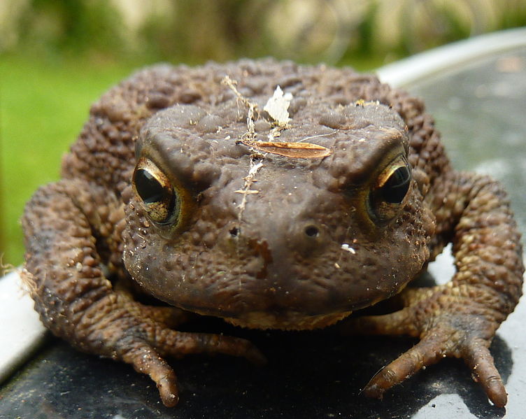 File:Mr Toad (4932186044).jpg