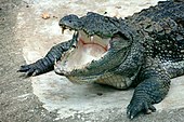 Mugger crocodile Mugger crocodile 2.JPG