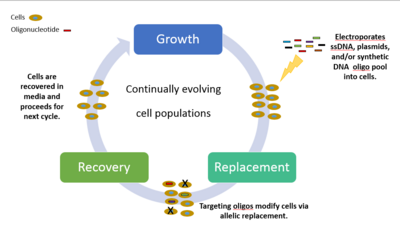 Synthetic DNA is repeatedly introduced at multiple targeted areas of the chromosome and/or loci and then is replicated producing cells with/without mutations. Multiplex Automated Genomic Engineering (MAGE).png