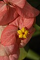 Mussaenda philippica