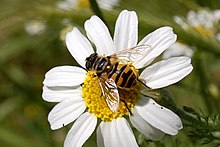 Myathropa.florea.on.daisy.jpg