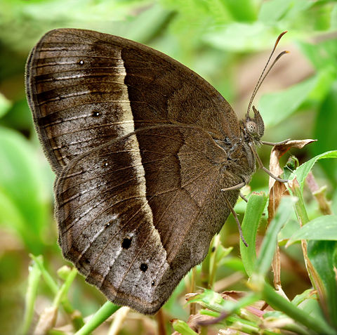 Dry-season form (Under Side)