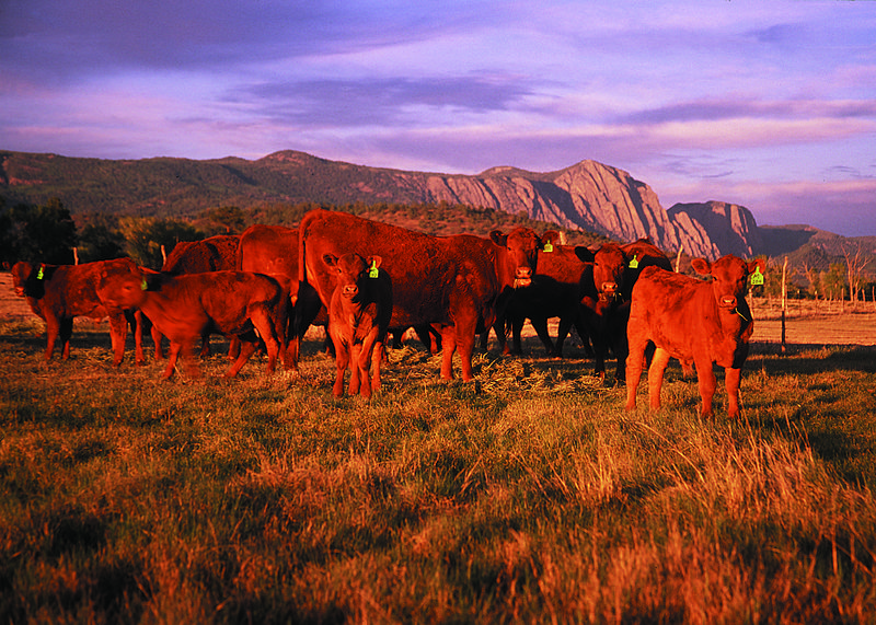 File:NRCSNM02001 - New Mexico (5287)(NRCS Photo Gallery).jpg