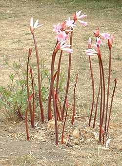 Amaryllis belladonna - Wikipedia, la enciclopedia libre