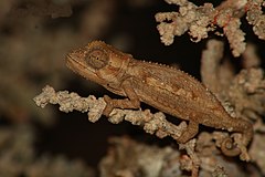 Description de l'image Namaqua Dwarf Chameleon.jpg.