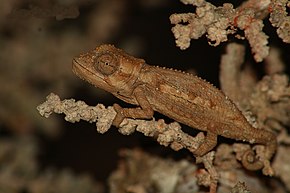 Beskrivelse av Namaqua Dwarf Chameleon.jpg-bildet.