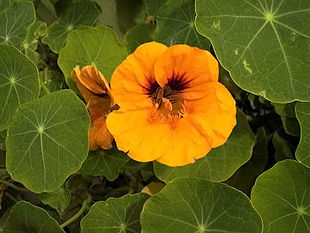 Almindelig Blomsterkarse (Tropaeolum majus).