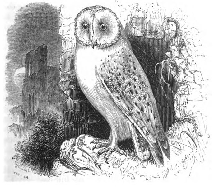 File:Natural History, Birds - Screech Owl.jpg