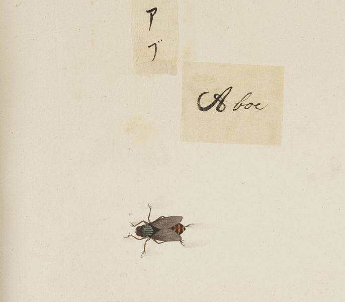 File:Naturalis Biodiversity Center - RMNH.ART.594 - Tabanus sp. - Kawahara Keiga - 1823 - 1829 - Siebold Collection - pencil drawing - water colour.jpeg