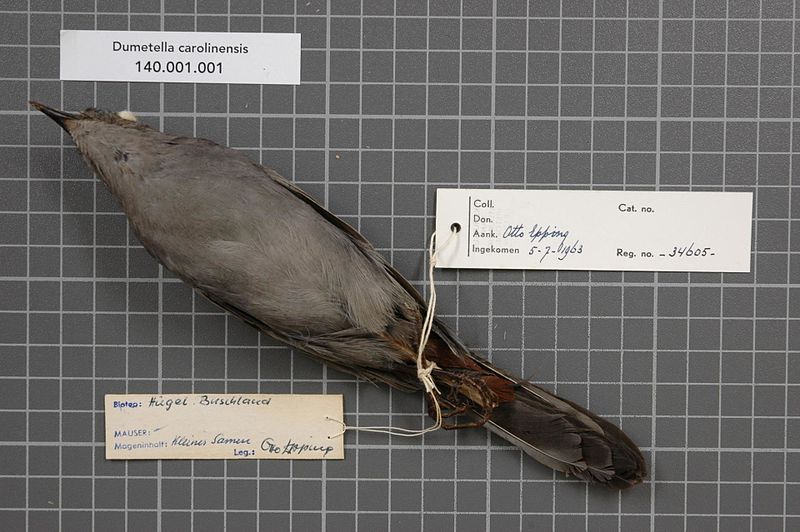 File:Naturalis Biodiversity Center - RMNH.AVES.34605 2 - Dumetella carolinensis (Linnaeus, 1766) - Mimidae - bird skin specimen.jpeg