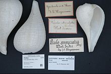 Naturalis биоалуантүрлілік орталығы - ZMA.MOLL.22533 - Ficus papyratia (айталық, 1822) - Ficidae - Mollusc shell.jpeg