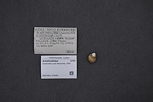 Naturalis bioxilma-xillik markazi - ZMA.MOLL.373465 - Achatinella curta Newcomb, 1854 - Achatinellidae - Mollusc shell.jpeg